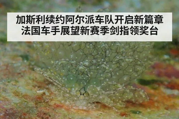 加斯利续约阿尔派车队开启新篇章 法国车手展望新赛季剑指领奖台